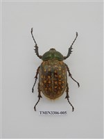 藏品(長臂金龜)的圖片